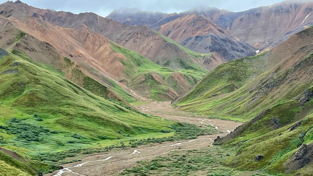 Tundra in Denali