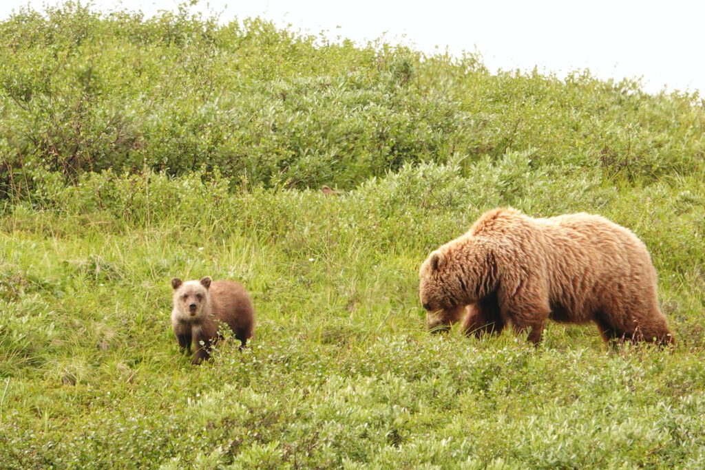 Sow grizzly with cub Denali National Park