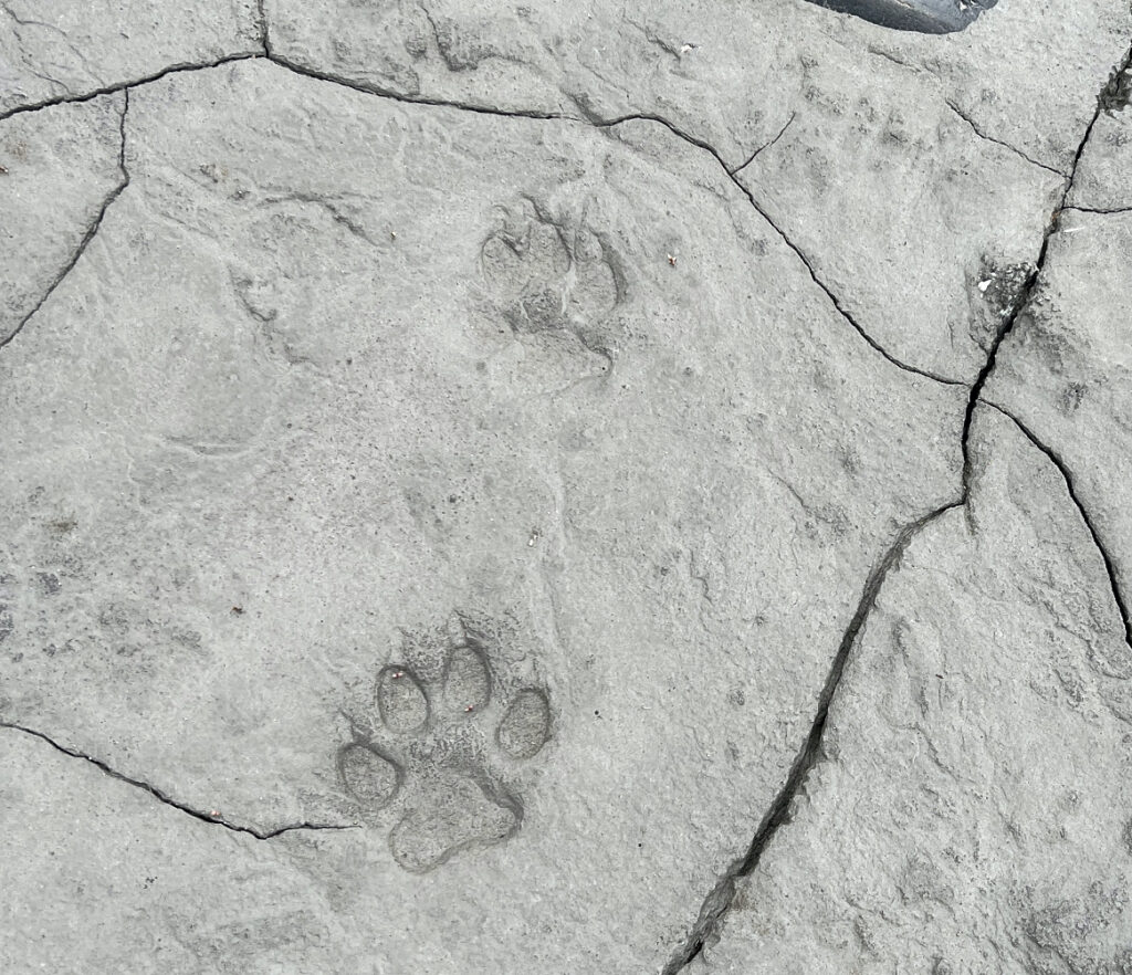 Wolf Tracks Along the McKinley River Denali National Park