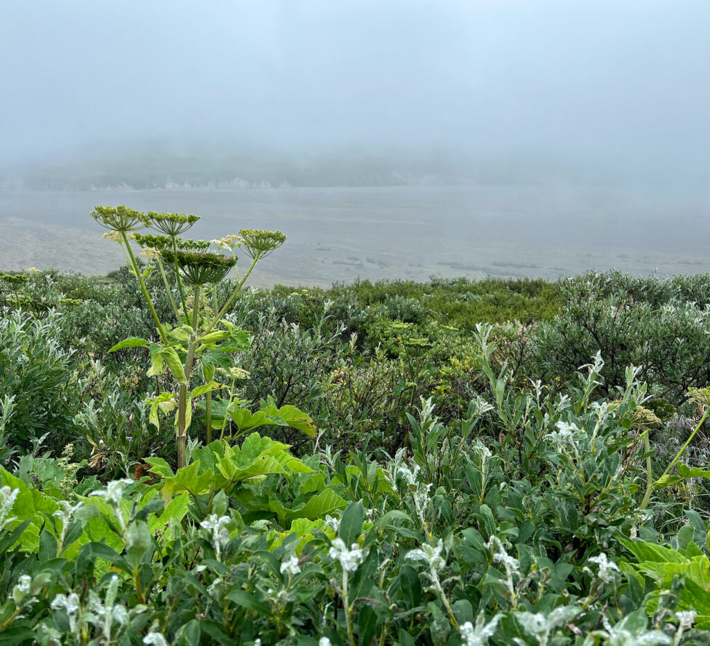 tundra plants close up Denali National Park