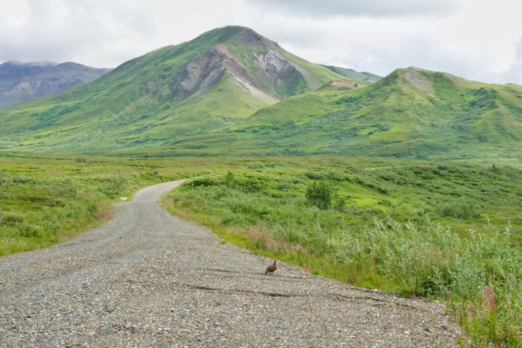 Denali Park Road Visiting Denali National Park