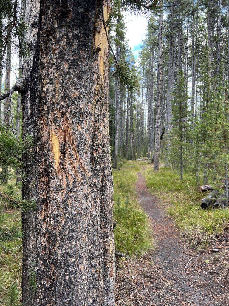 bear claw marks on a lodgepole pine tree Yellowstone Fall Basecamp