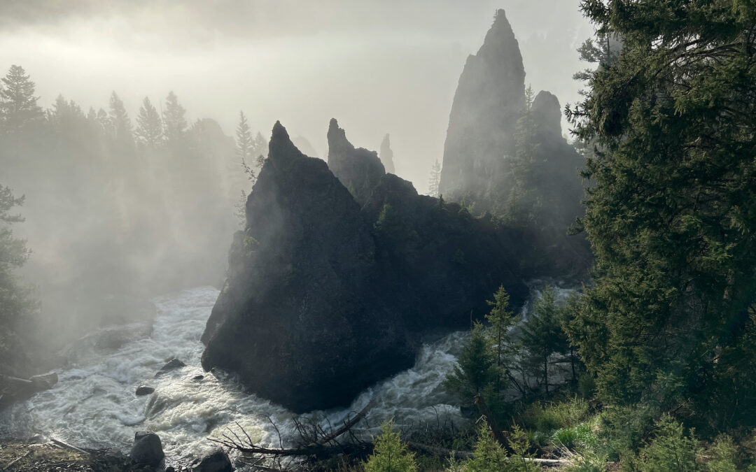 Why I Drove Past the Black Bear: A Magic Moment in Yellowstone