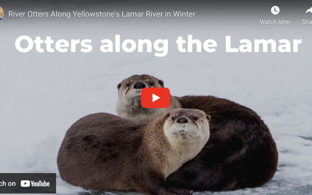 Yellowstone River Otters: Along The Lamar River In Winter
