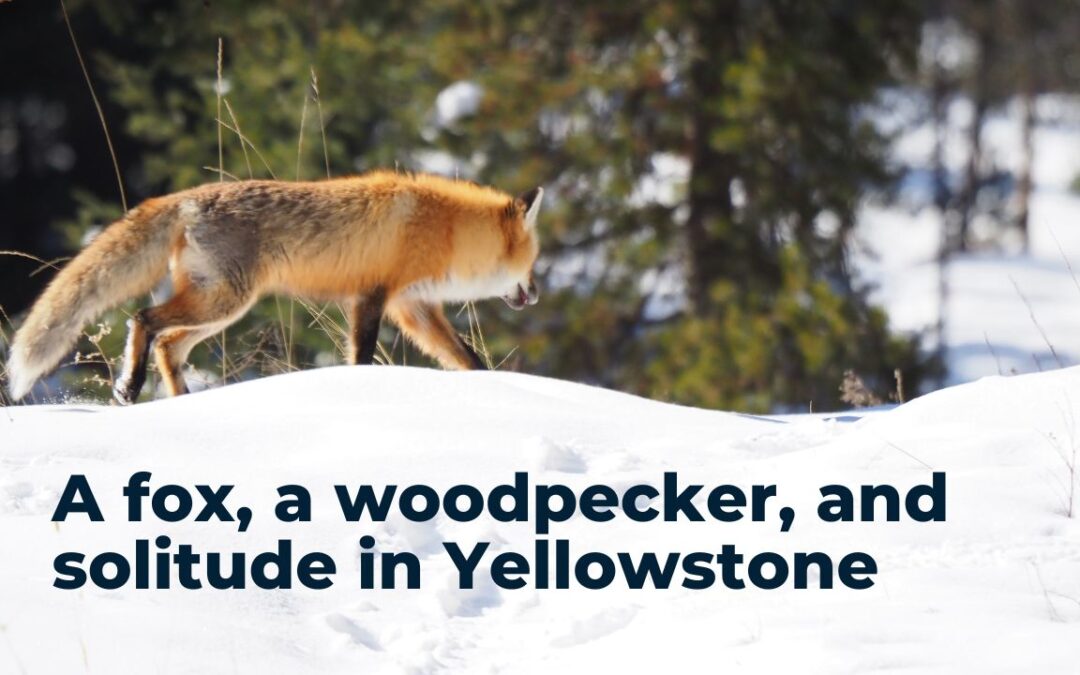 a fox a woodpecker and solitude in Yellowstone