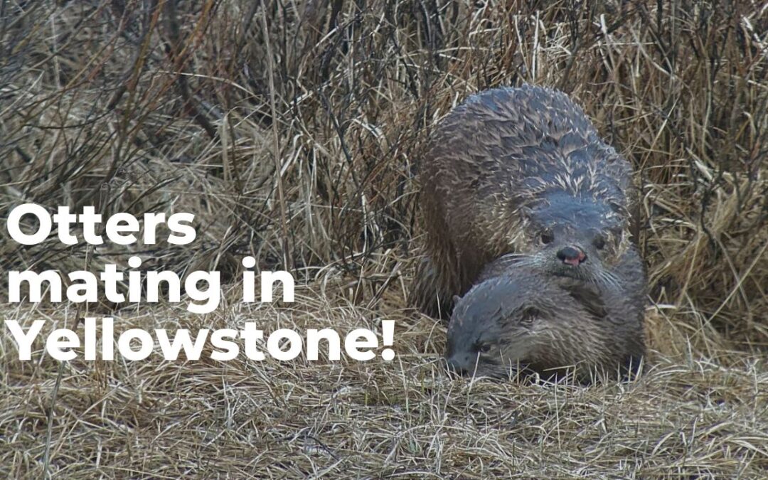 Otters in Yellowstone: A Mating Pair!