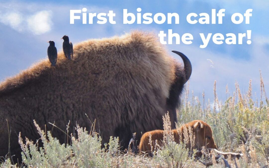Grizzly Bears, Wolves, and Bison Calves: First Spring Wildlife in Yellowstone