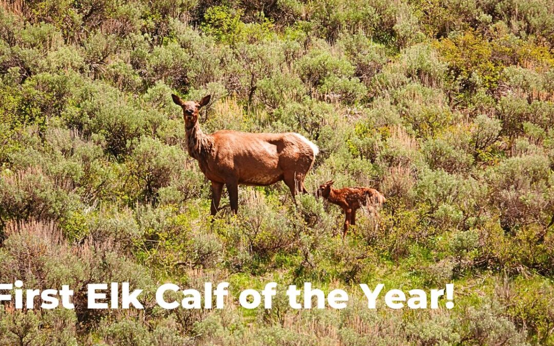 cow elk with calf in Yellowstone