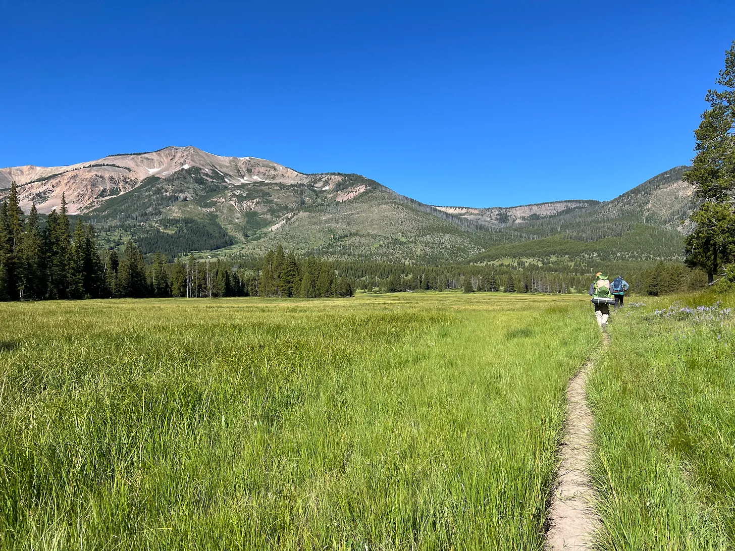 Two hikers walk along a narrow trail through a grassy meadow in Yellowstone National Park, with Mount Sheridan and surrounding forested mountains in the background under a clear blue sky.