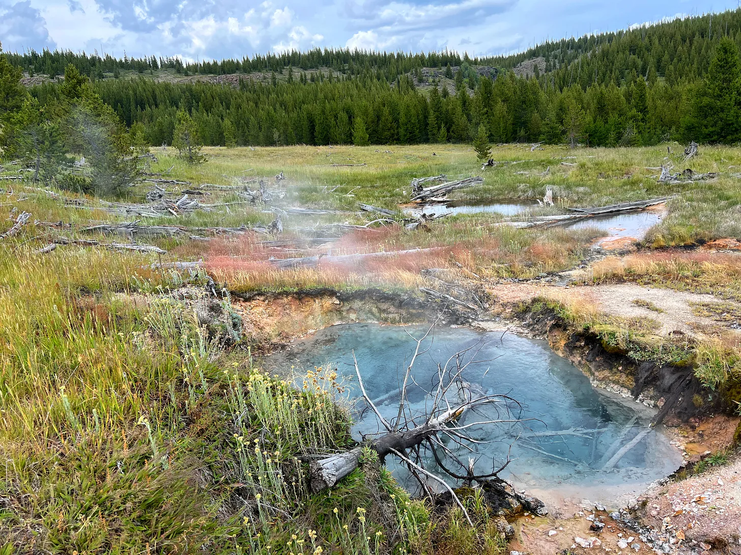 Blue geothermal pool in a grassy Yellowstone meadow, with steam rising, fallen logs nearby, and a forested hillside in the background.