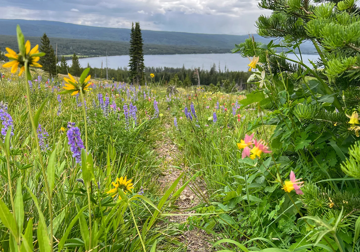 Colorful wildflowers in a grassy meadow line a narrow trail leading toward Heart Lake, with forested hills and cloudy skies in the distance in Yellowstone National Park.