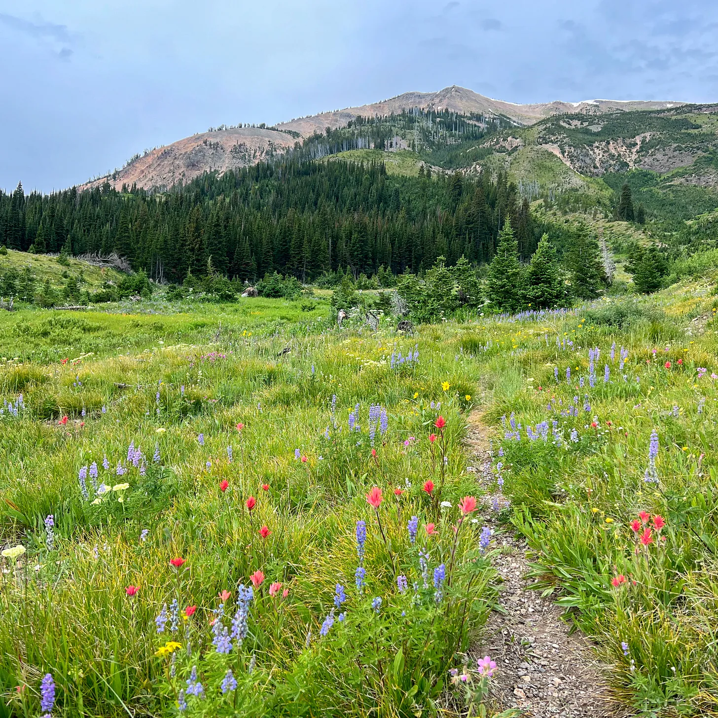 Narrow trail winding through a colorful meadow of red, purple, and yellow wildflowers in Yellowstone National Park, with dense forest and Mount Sheridan in the background under a pale blue sky.