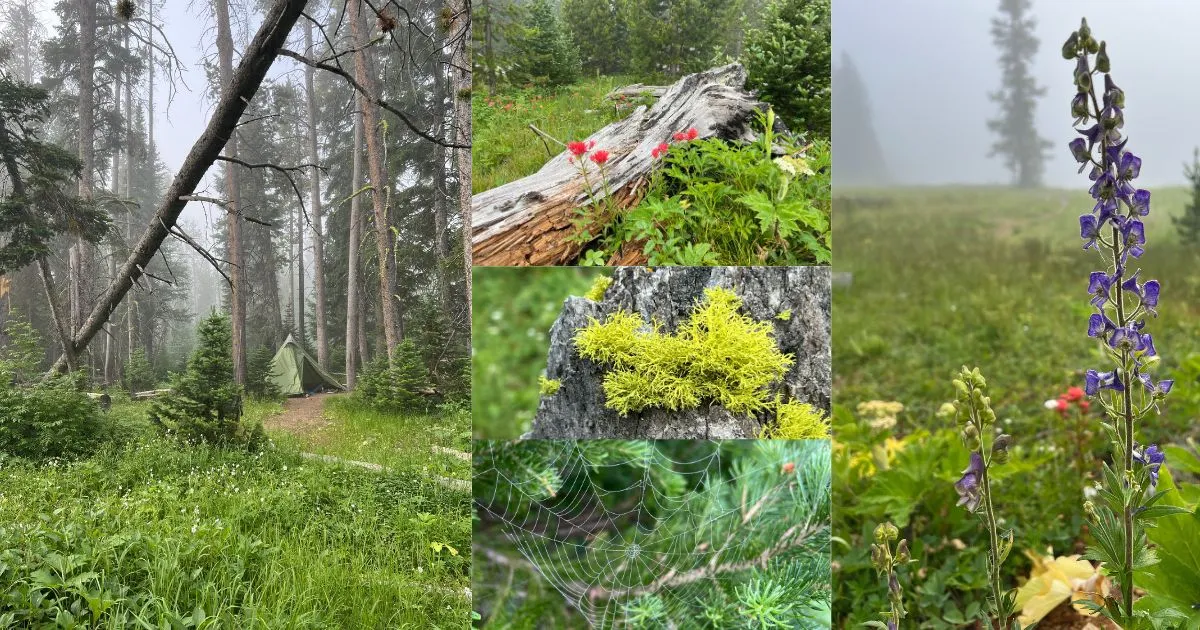 Composite image showing: a misty forest campsite with a green tent among tall pines, red wildflowers near a fallen log, yellow lichen on tree bark, a dew-covered spiderweb, and a tall purple wildflower blooming in a foggy meadow in Yellowstone National Park.