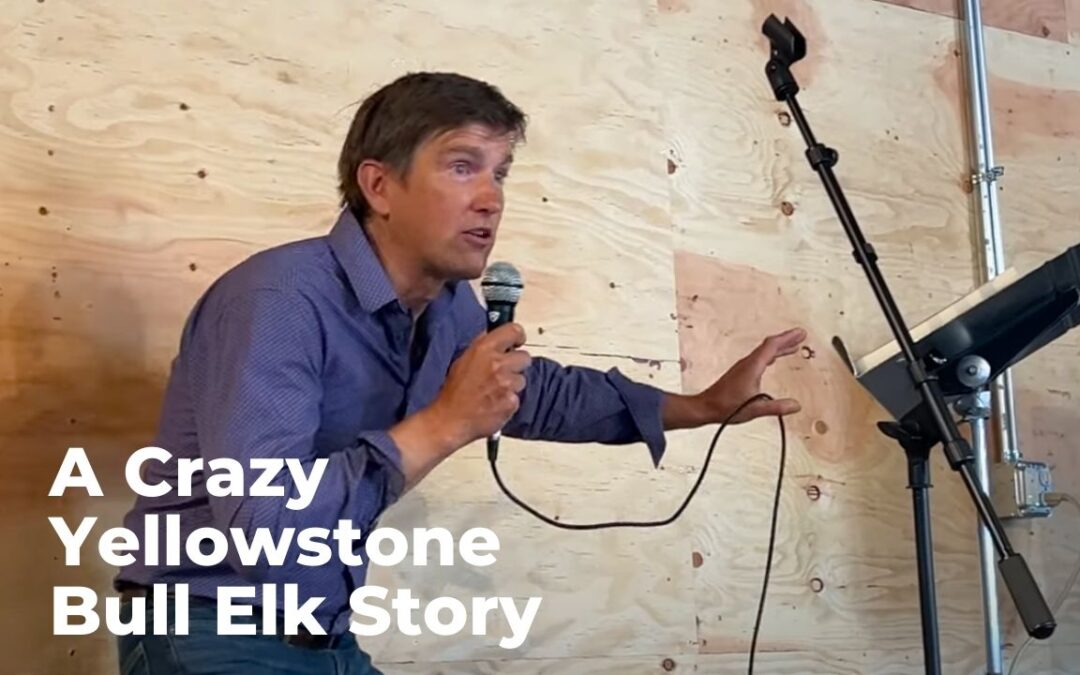 The Day Yellowstone Bull Elk Six Went Berserk