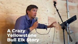 Yellowstone Bull Elk 6