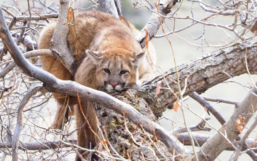 The Mountain Lions in Our Yard