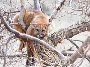 yellowstone mountain lion kitten in a tree
