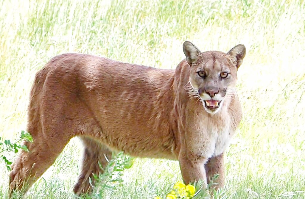 mother mountain lion in a yard near yellowstone