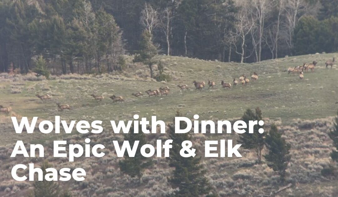 Wolves with dinner and epic wolf and elk chase in yellowstone