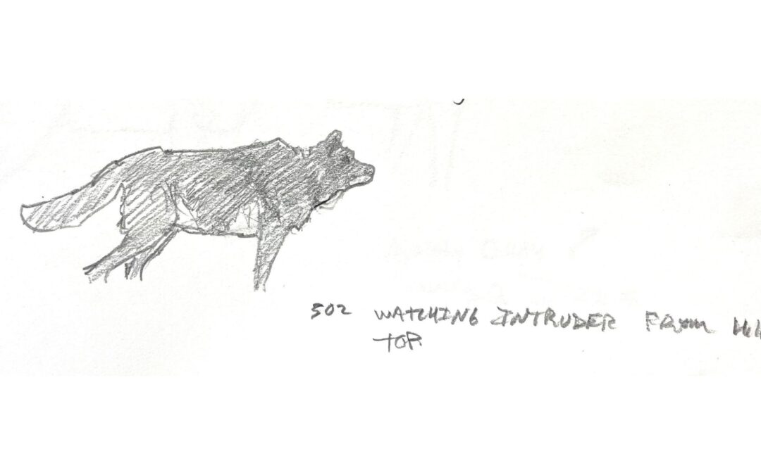 george bumann sketches of Yellowstone wolf 302