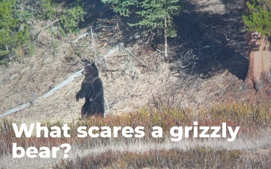 what scares a grizzly bear grizzly standing up yellowstone