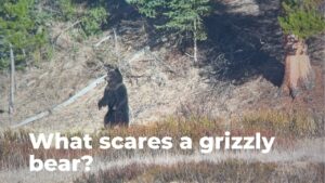 what scares a grizzly bear grizzly standing up yellowstone